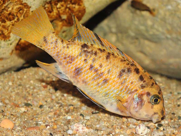 Labeotropheus fuelleborni 